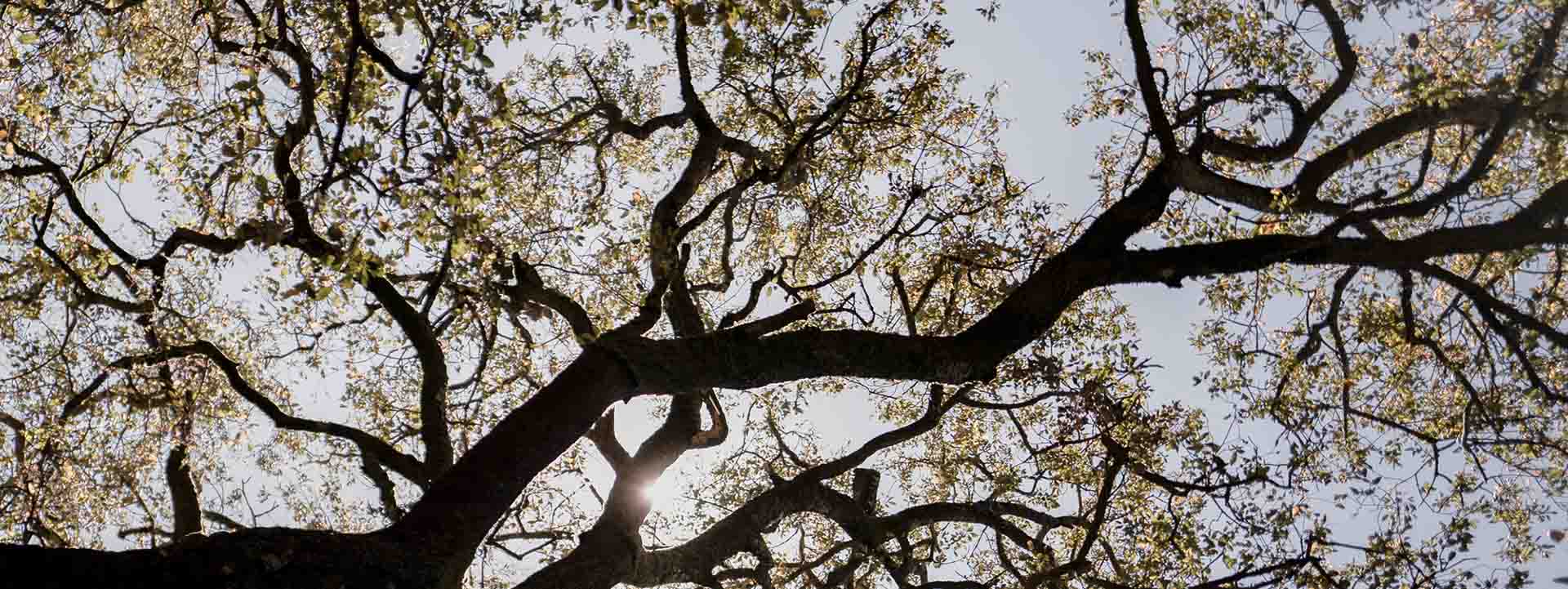 Support for anxiety, trauma, depression, expats